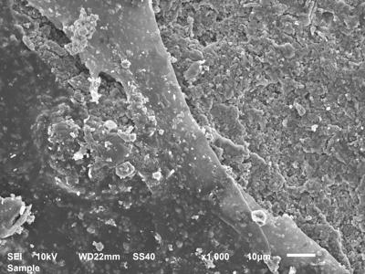 Fig. 3 Validare biocuratare sem